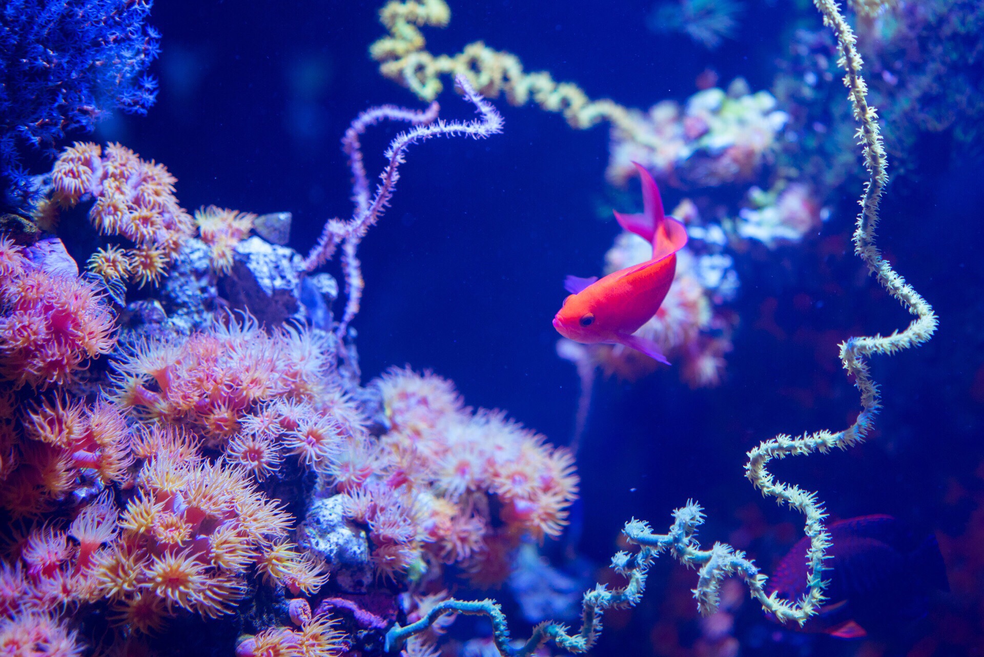 西雅图水族馆