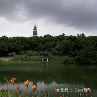 大雾岗森林公园 森林 自然风光 距景点775m
