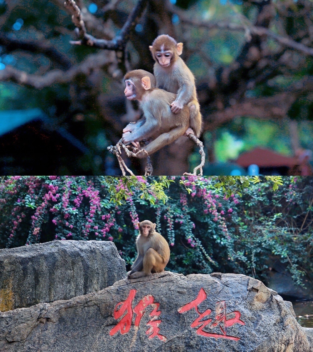 南湾猴岛