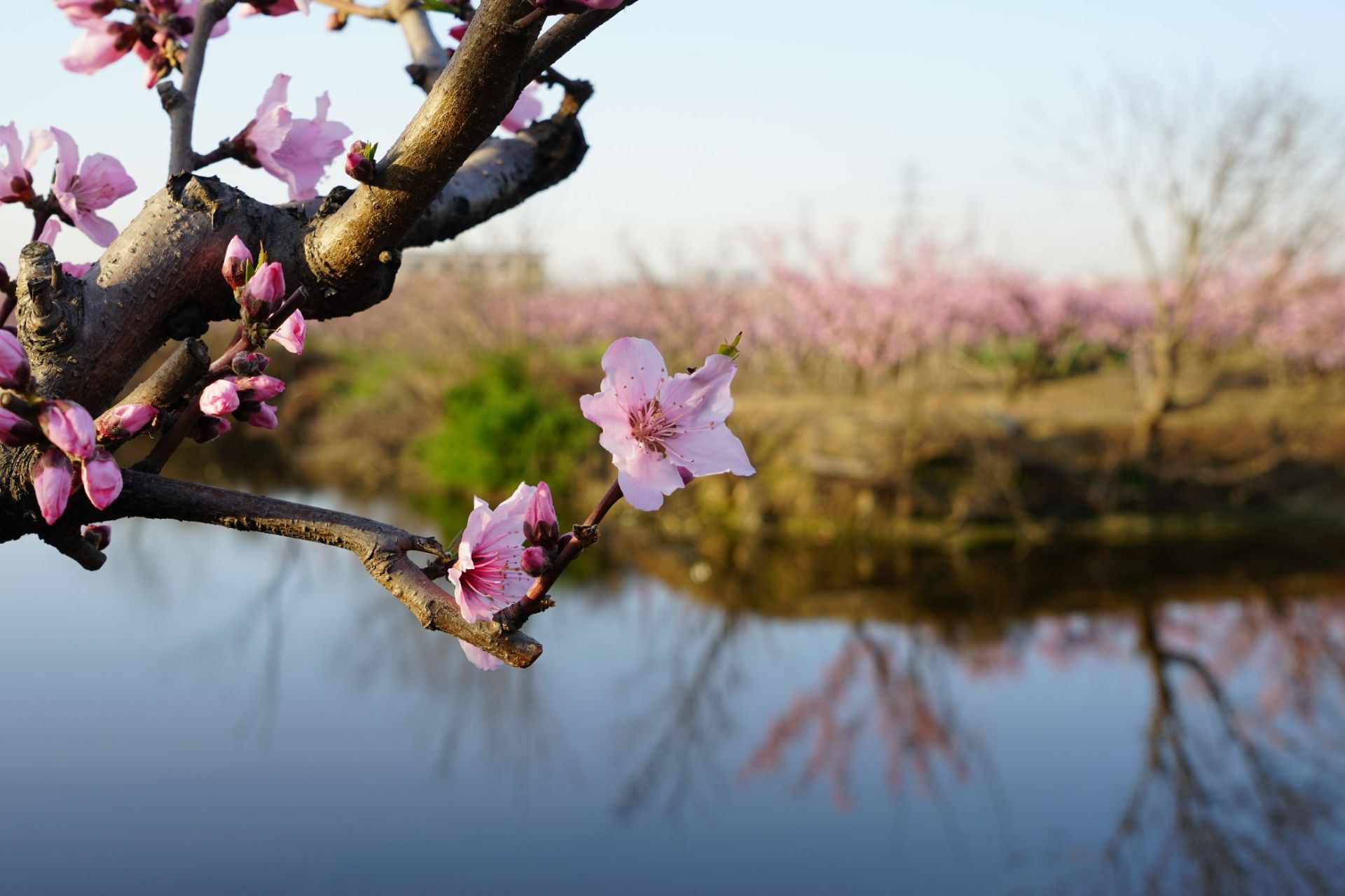 无锡阳山桃花源景区