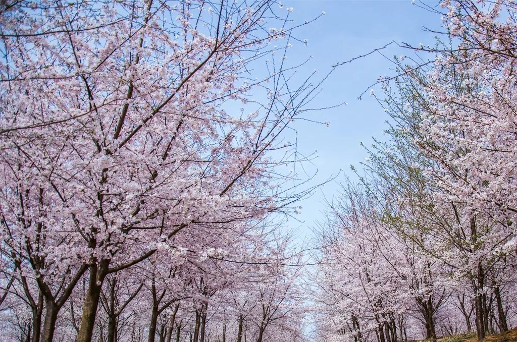 平坝农场樱花园