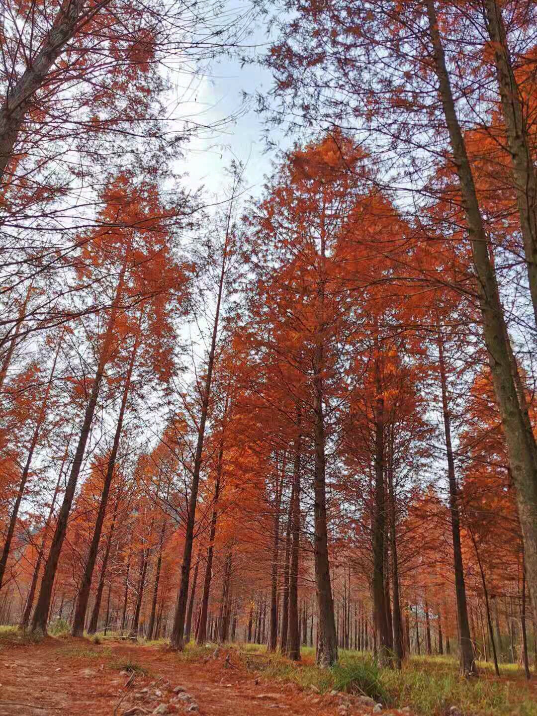 红杉林景区