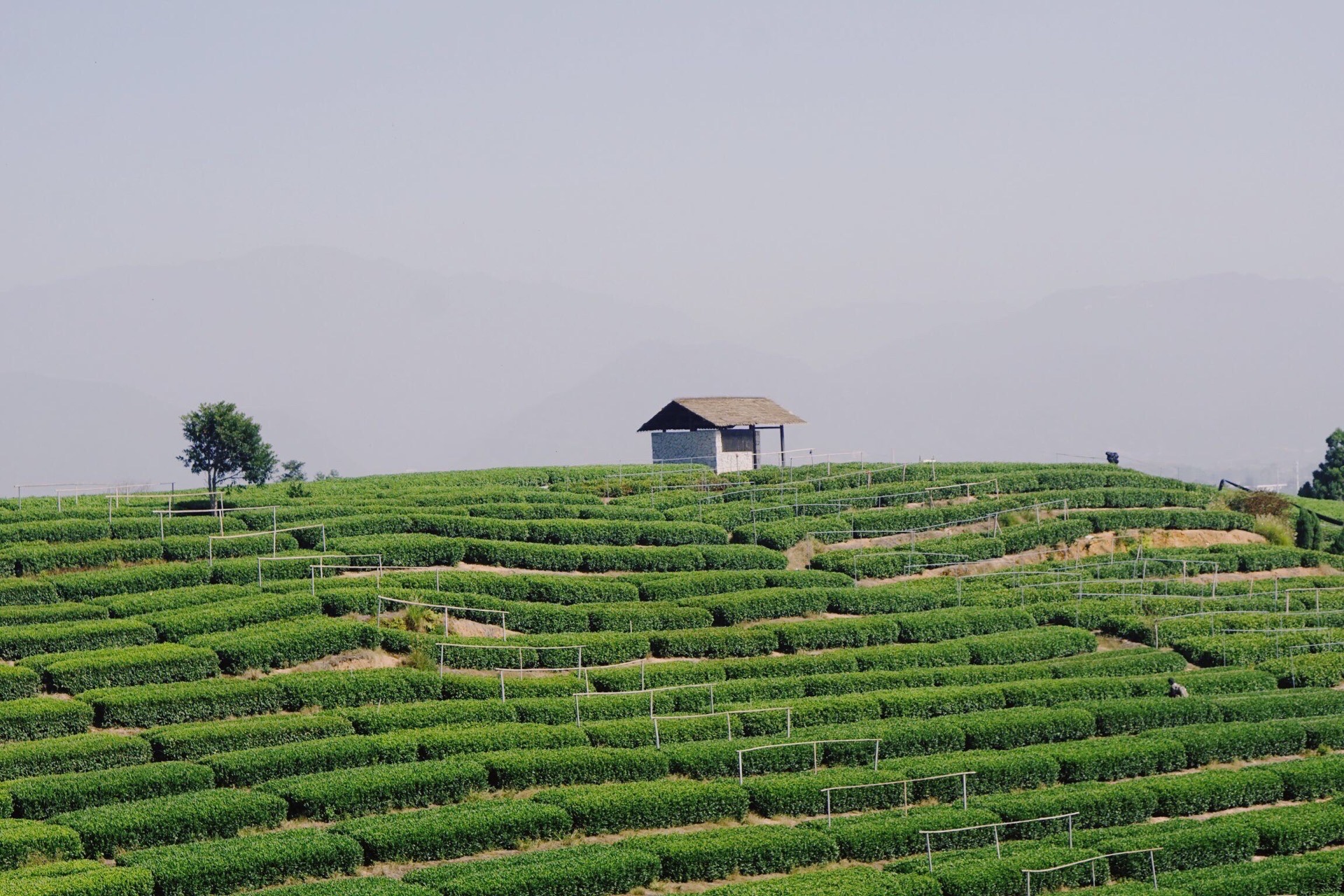 松阳大木山骑行茶园景区