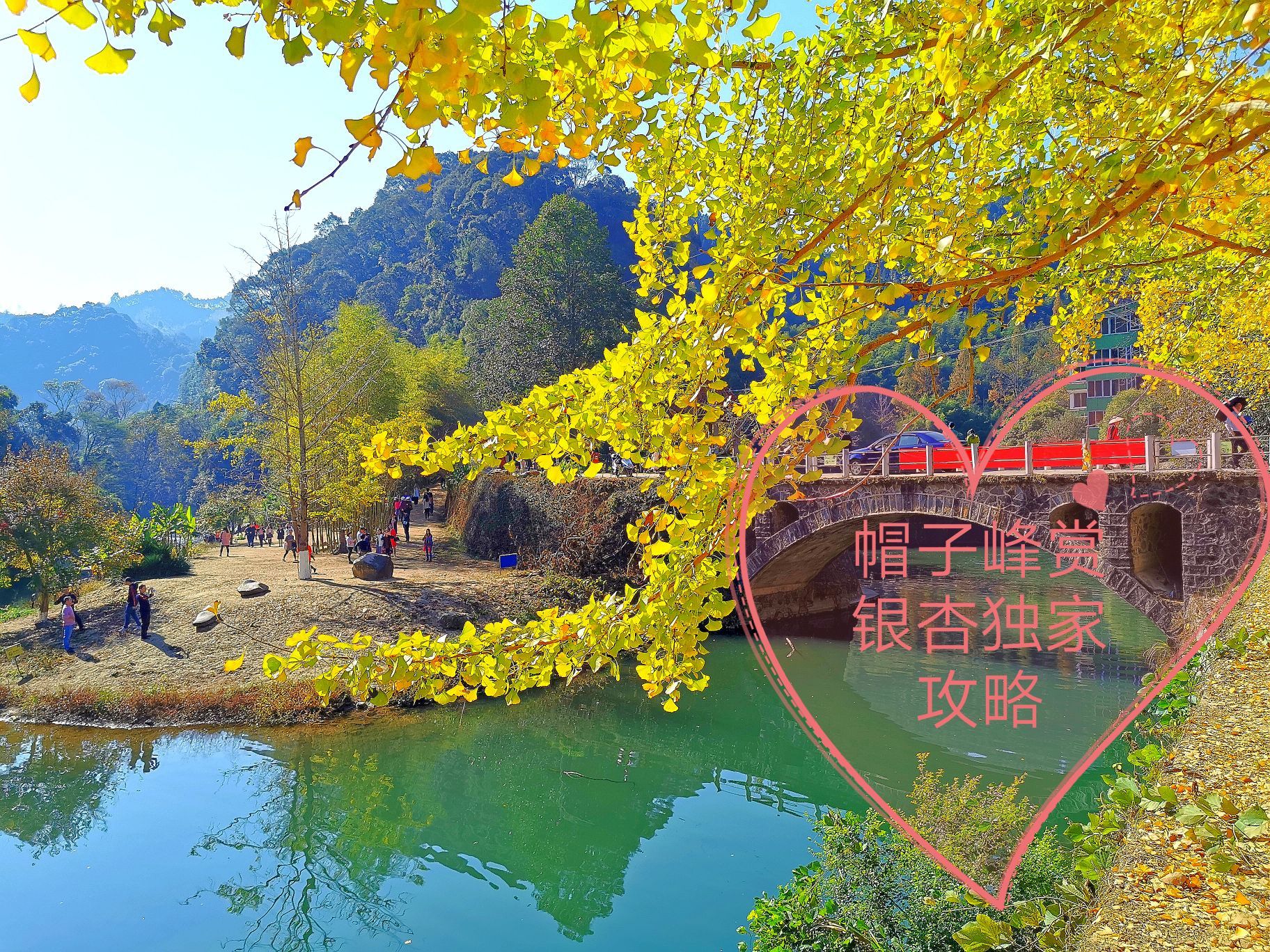 帽子峰林场,是韶关每年银杏季最受欢迎的观赏地之一,每年广东的