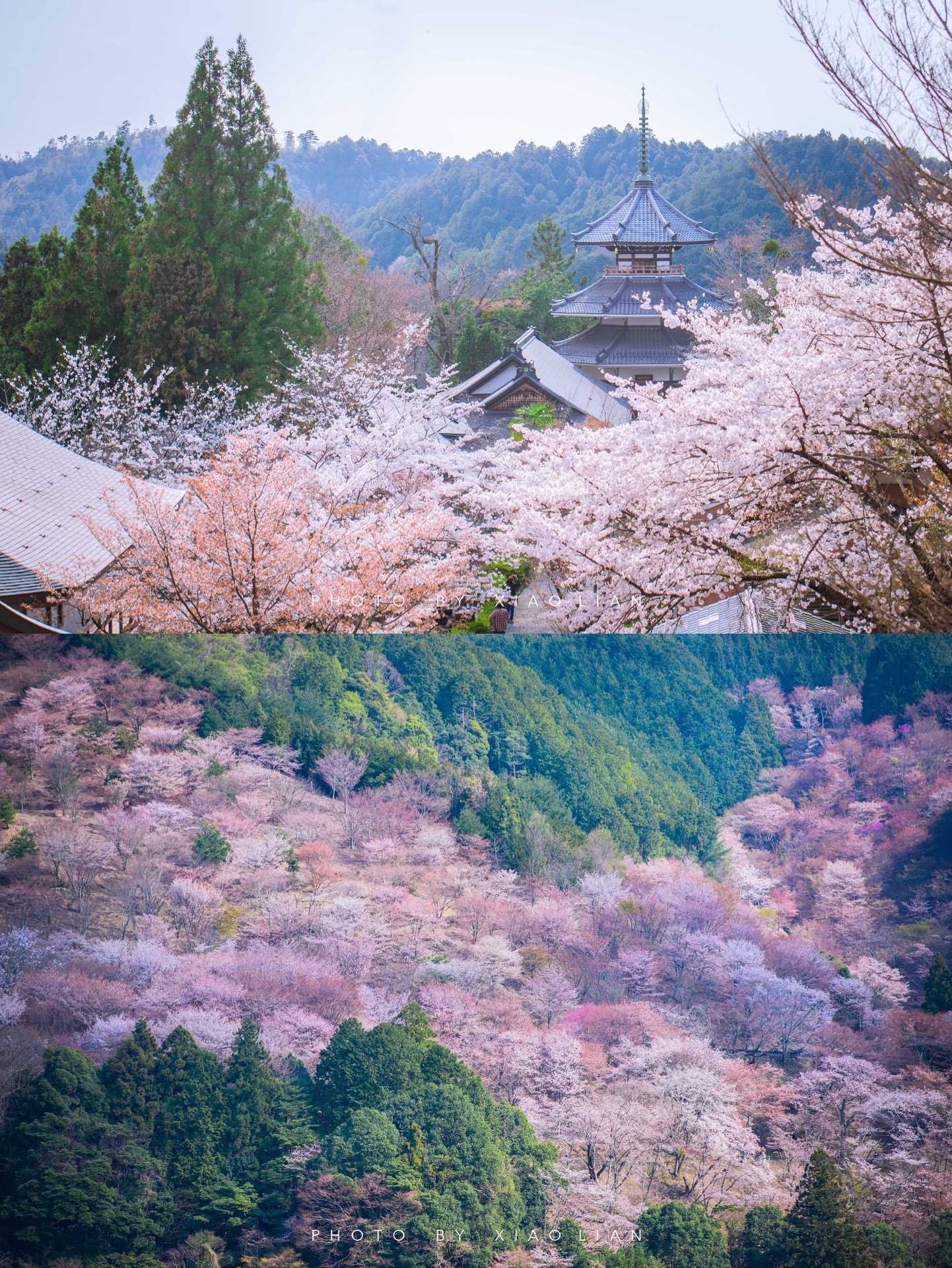 吉野町吉野山攻略,吉野町吉野山门票/游玩攻略/地址