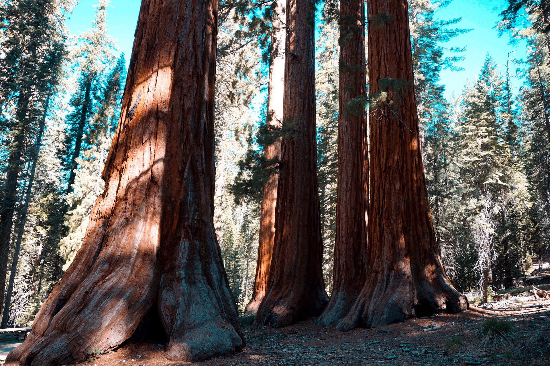 优胜美地国家公园的马里波萨谷巨杉林，美国加利福尼亚州 (© Orbon Alija/Getty Images) | Bimg.Top