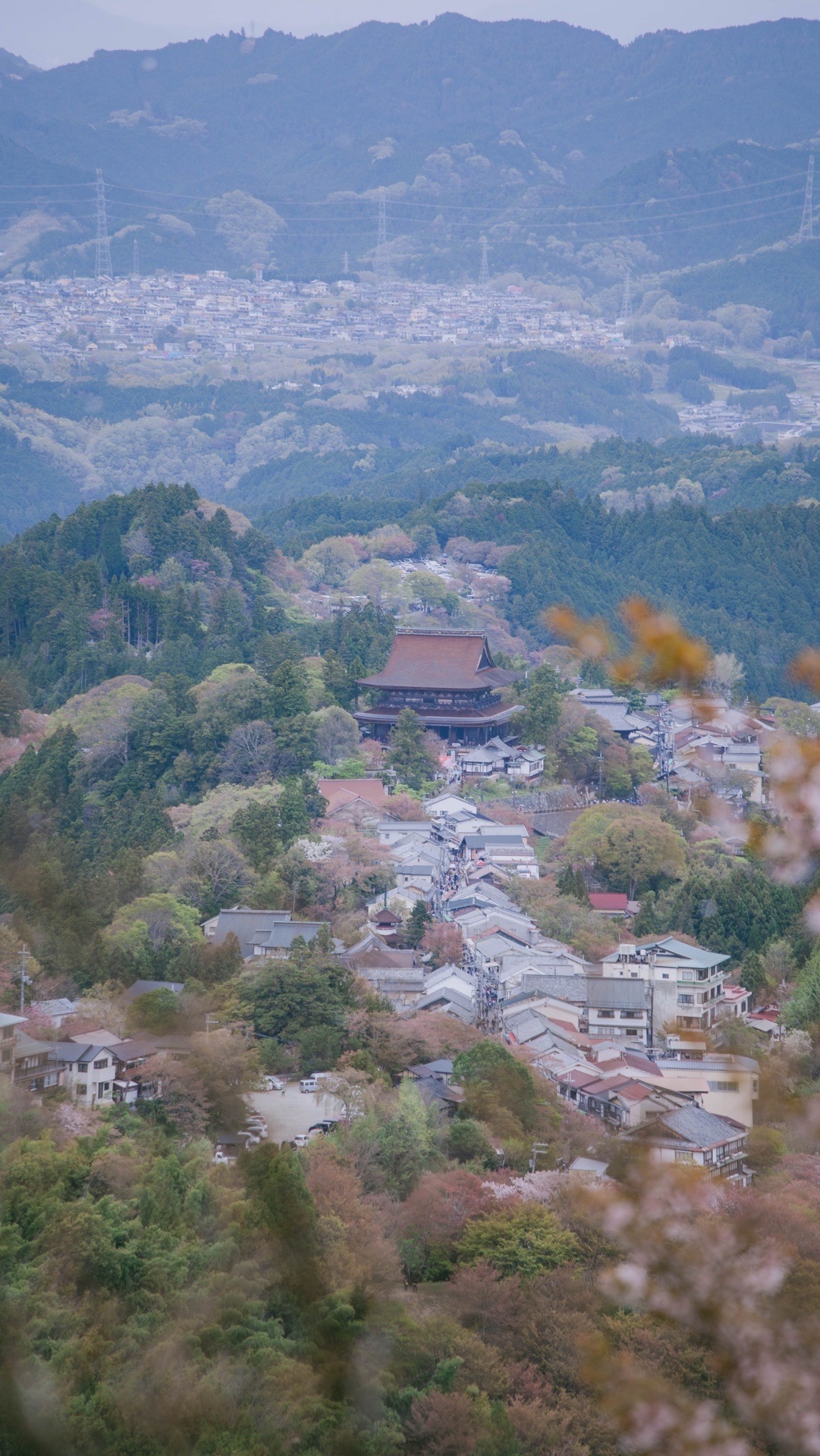 吉野山:樱花最多花期最长的地方每一次去关西看