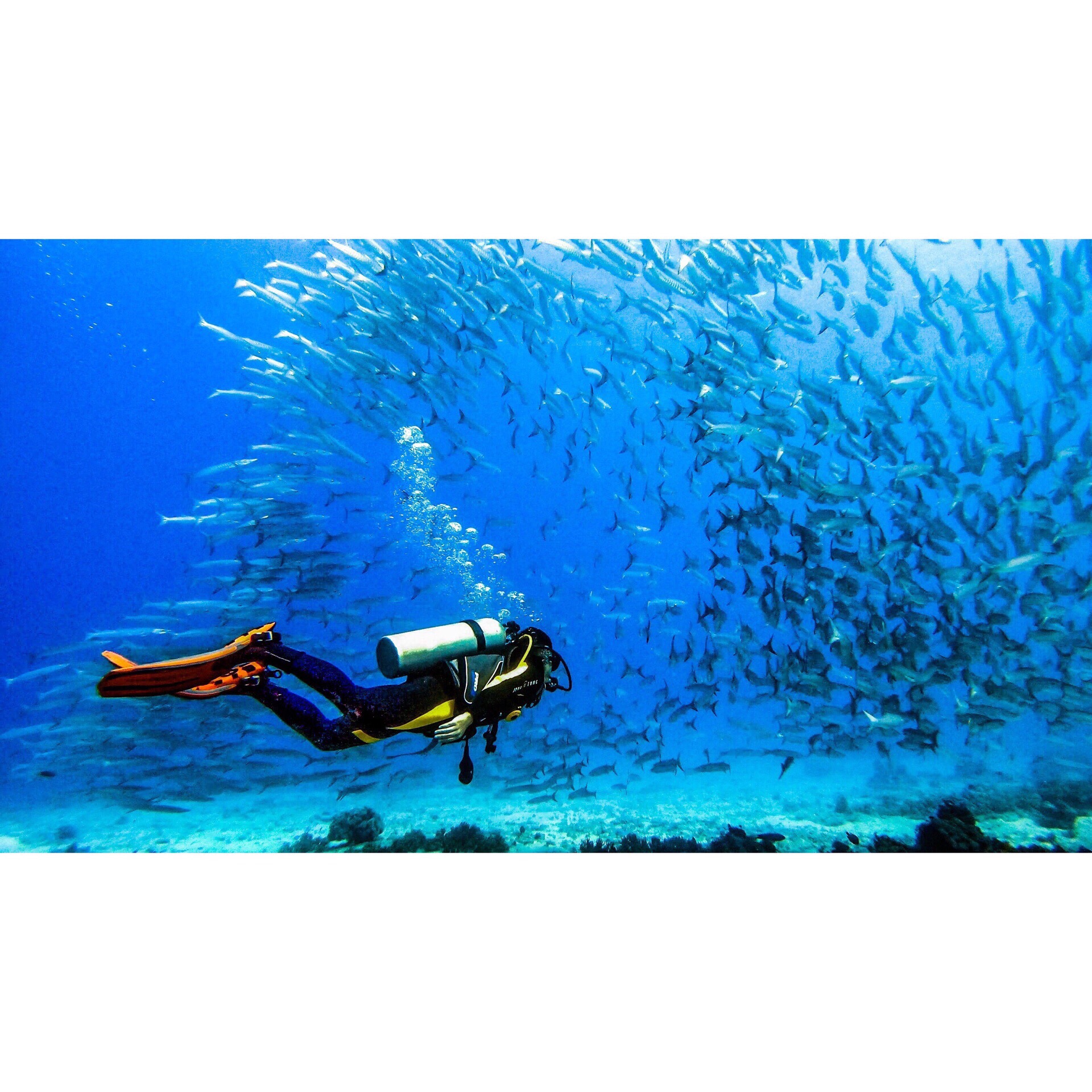 siquijor divers