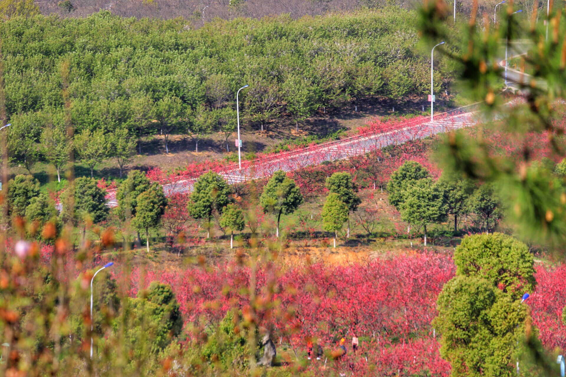 木兰花谷