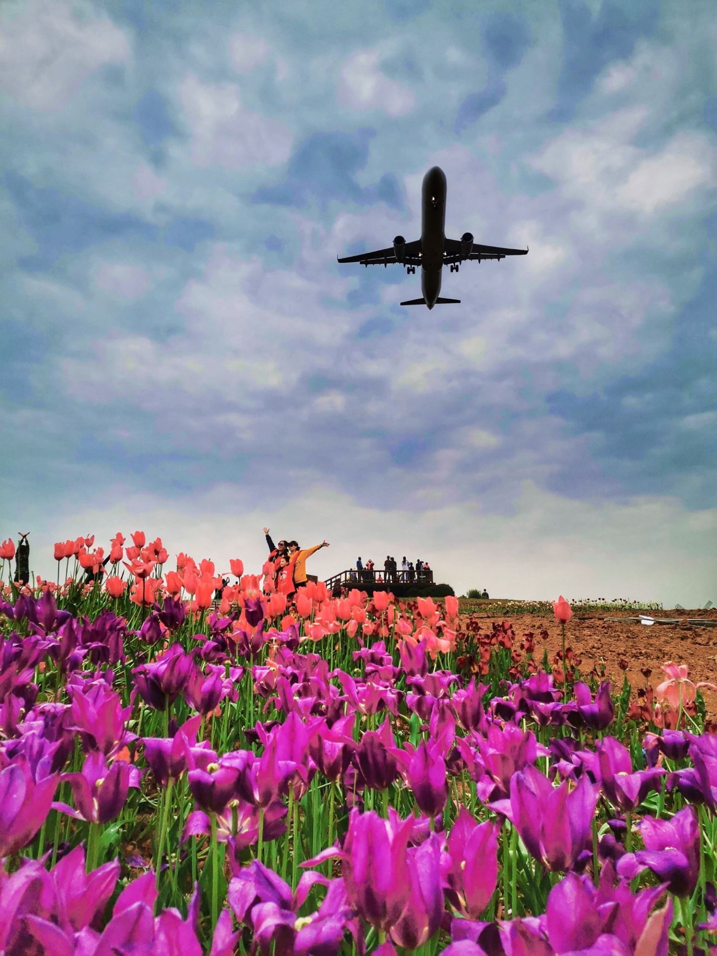 【携程攻略】成都空港花田景点,【去空港花田,赏花拍飞机】送完客人去