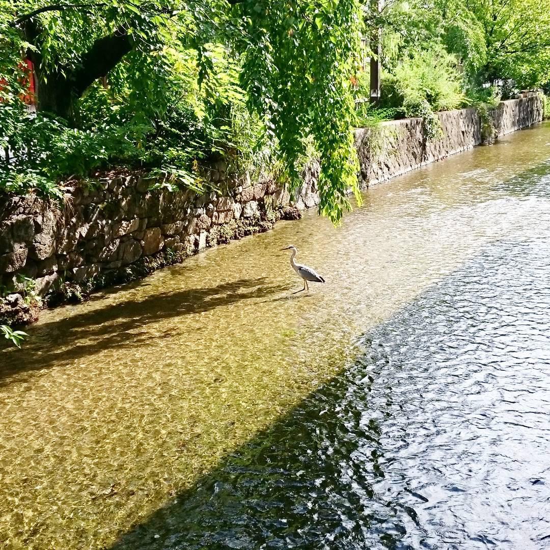 只园白川