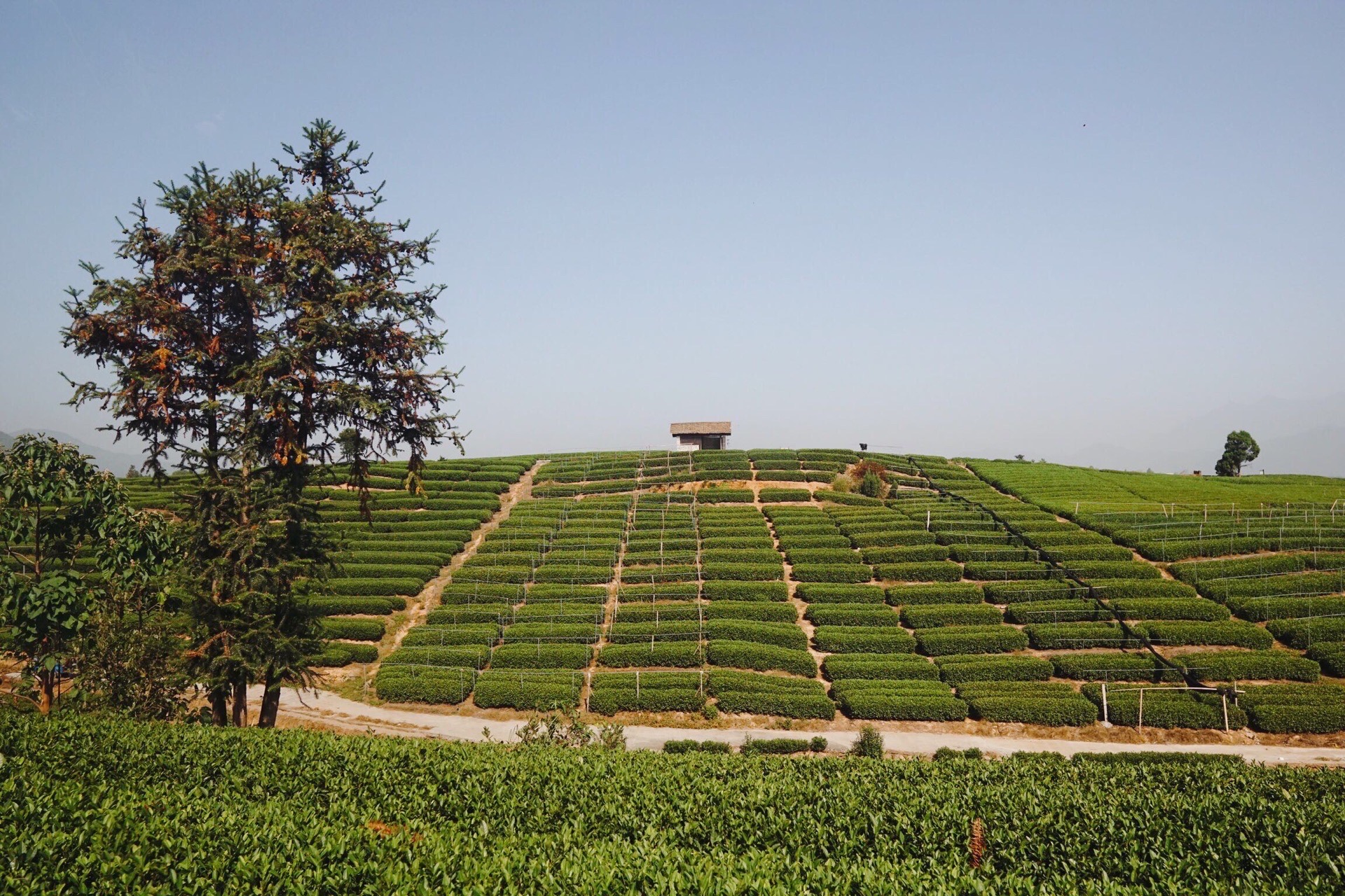 松阳大木山骑行茶园景区