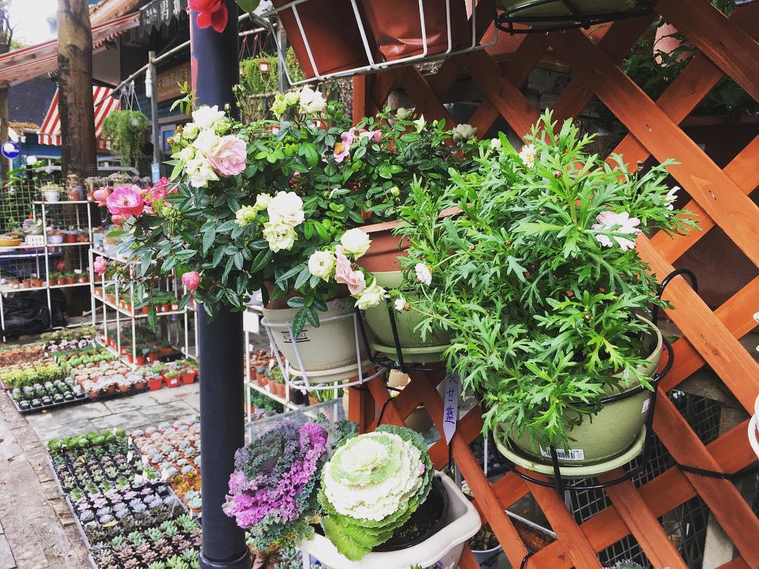 荷兰花卉小镇