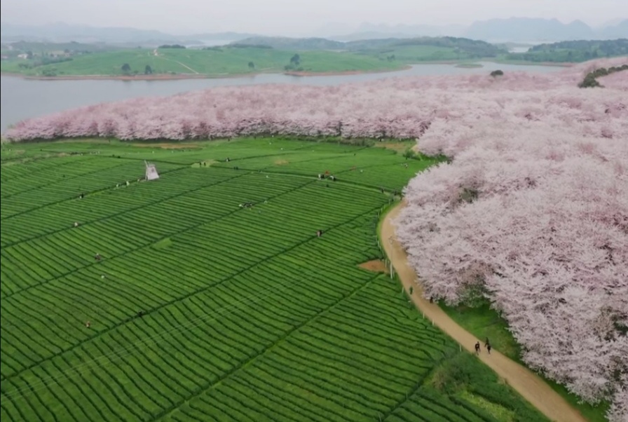 平坝农场樱花园