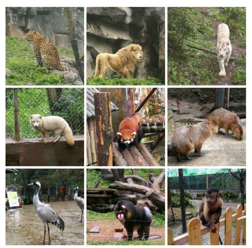 雅安碧峰峡野生动物园攻略,雅安碧峰峡野生动物园门票