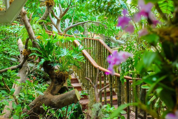 正佳雨林生态植物园