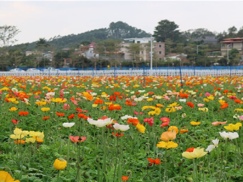 博罗花为你开旅游度假区攻略-花为你开旅游度假区门票