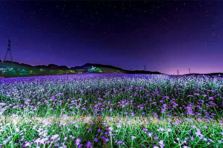 紫云花汐薰衣草庄园