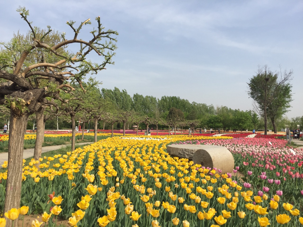 北京国际鲜花港