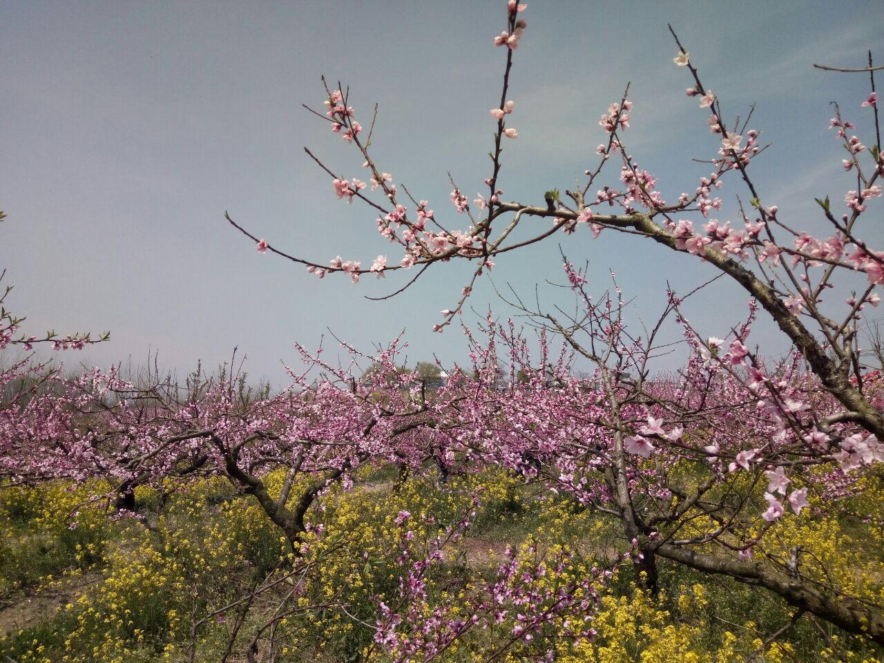 南京桃花岛风景区攻略,南京桃花岛风景区门票/游玩