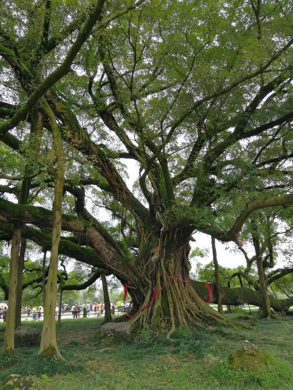 大榕树