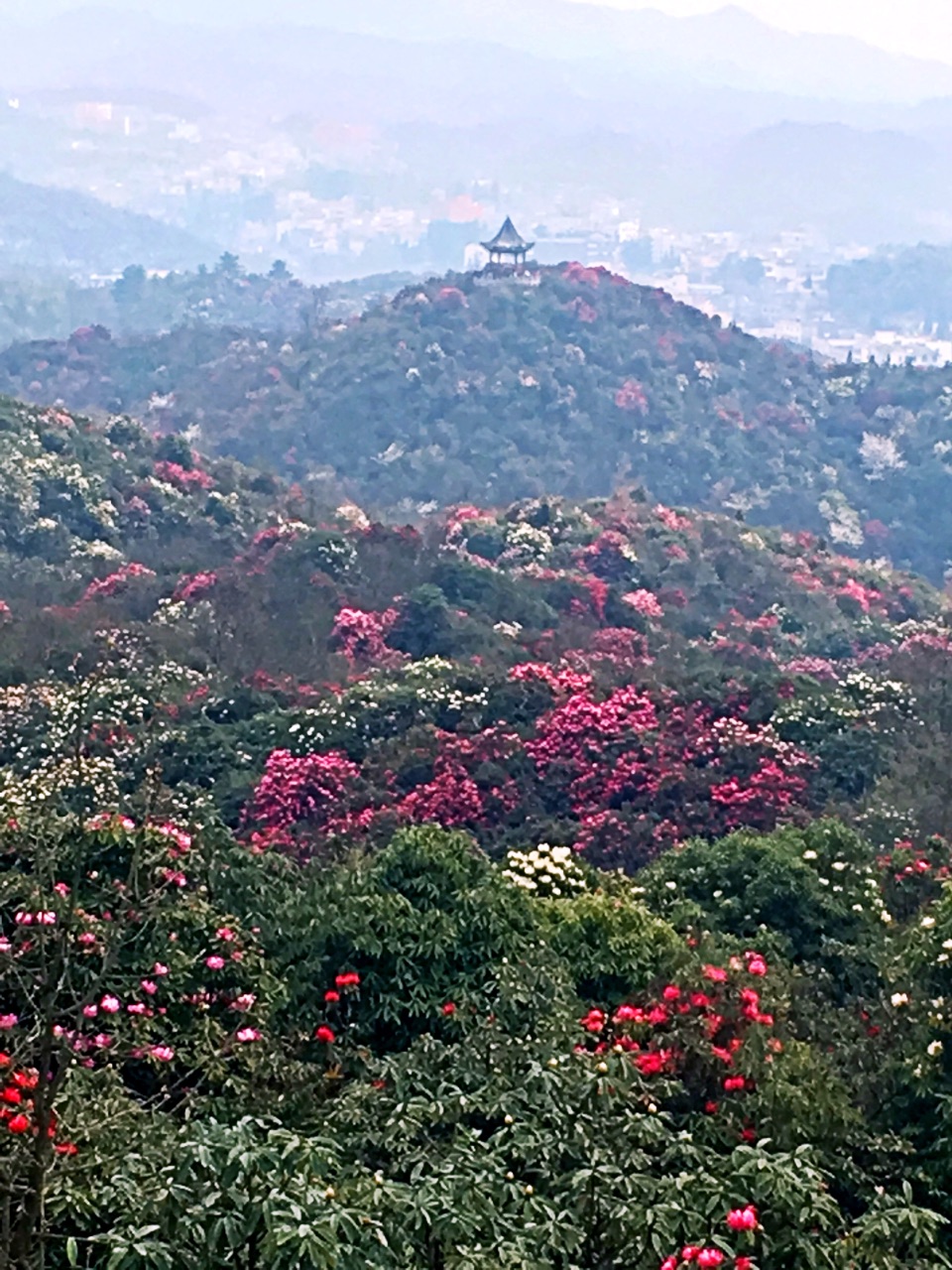 百里杜鹃风景区