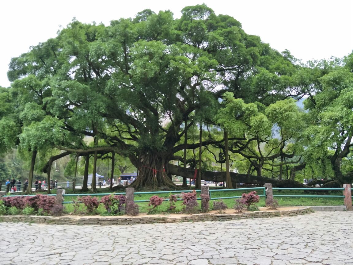 门票相对于其他景区来说很便宜,榕树也很好看,很大,里面也有几个灯光