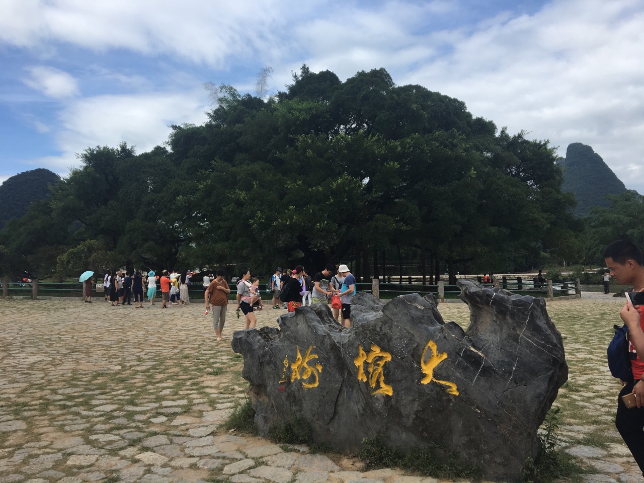 阳朔大榕树好玩吗,阳朔大榕树景点怎么样_点评_评价