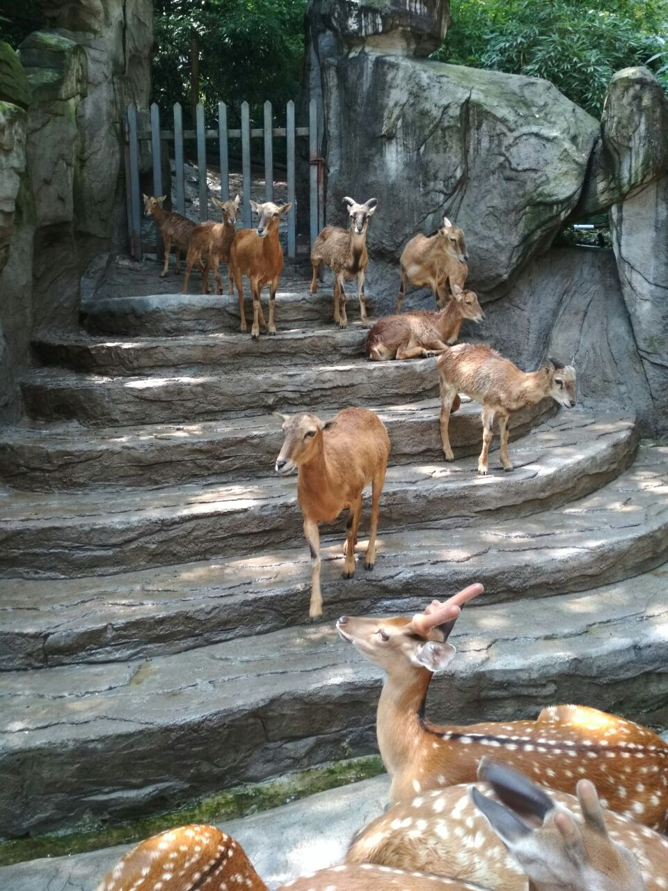 碧峰峡野生动物园