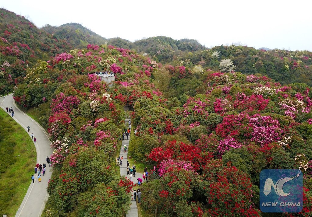 百里杜鹃风景区