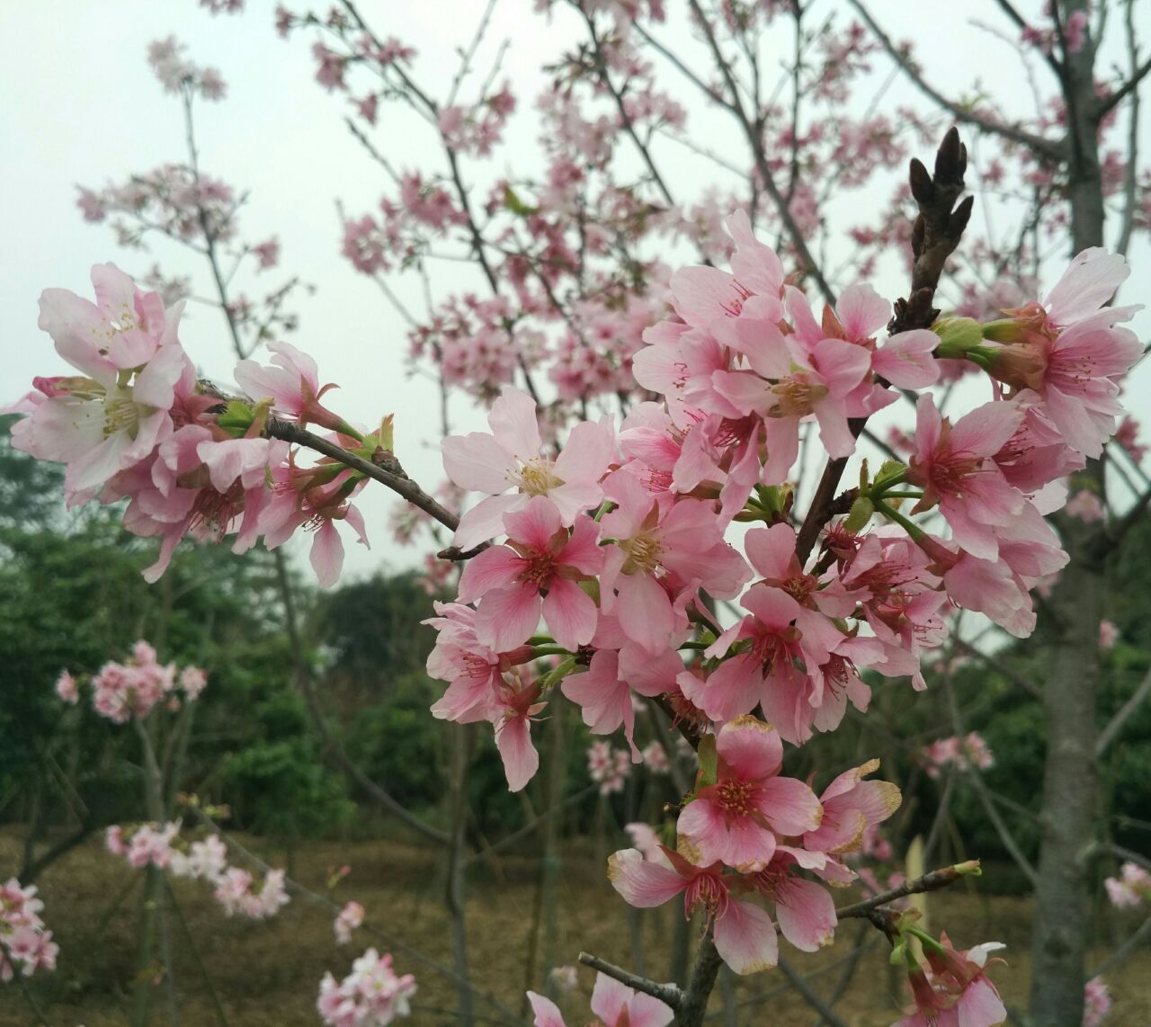 【携程攻略】广州海珠湿地公园景点,有一块樱花已经谢了,另一块正开好