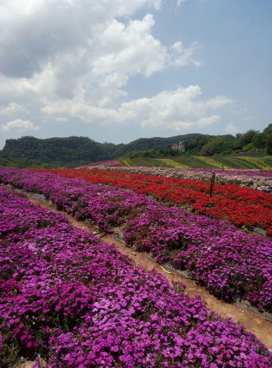 清溪谷旅游区花田酒地景区