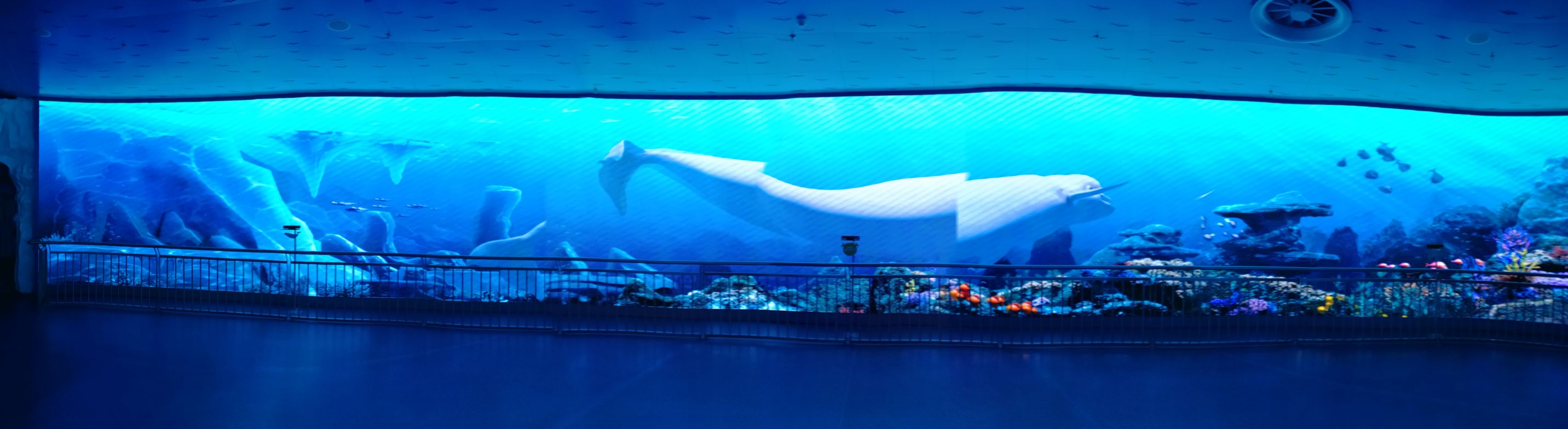种类没有南京海底世界多,但是环境不错,人也不是很多,大白鲸表演非常