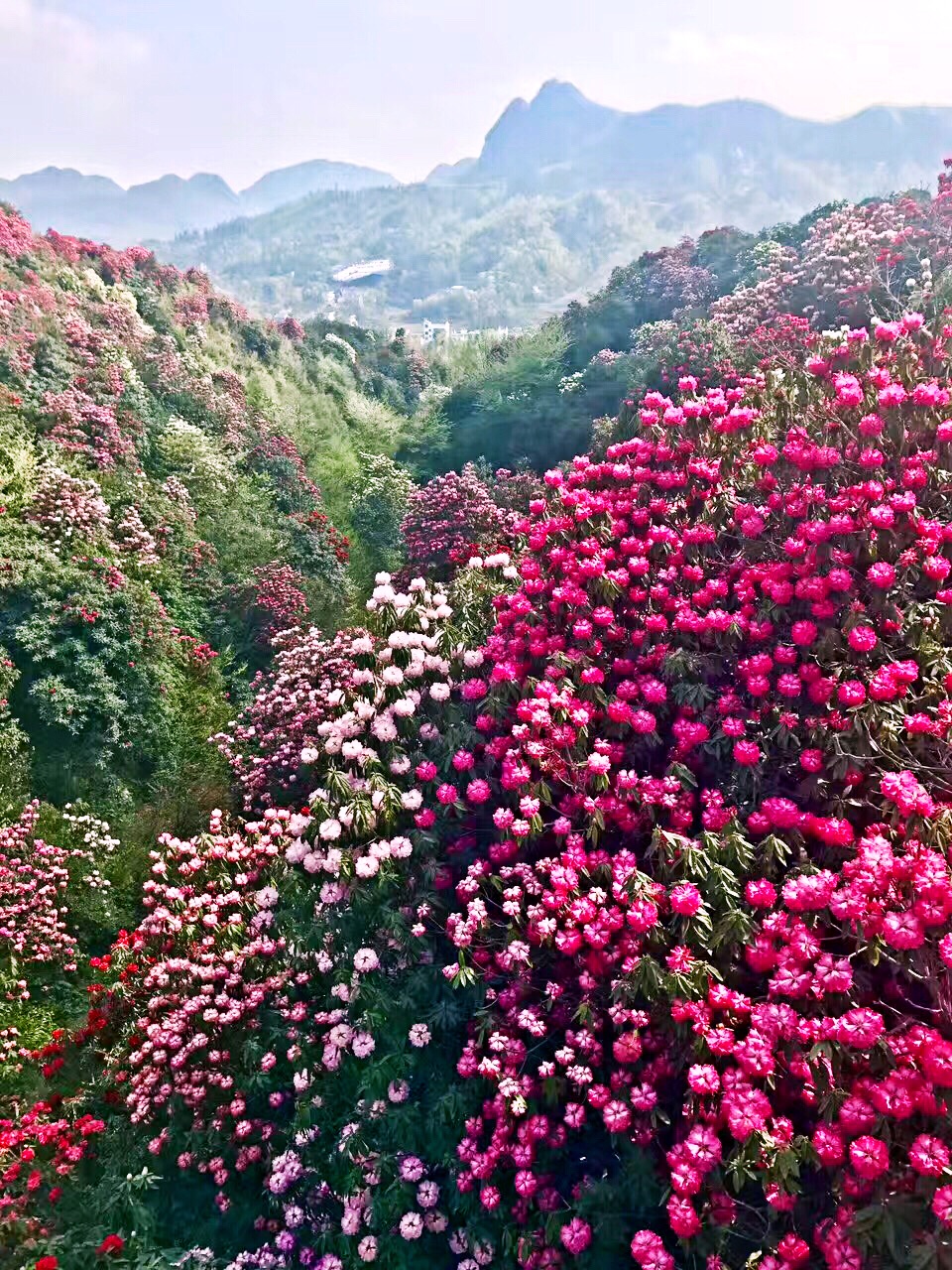 【携程攻略】毕节百里杜鹃风景区好玩吗,毕节百里杜鹃