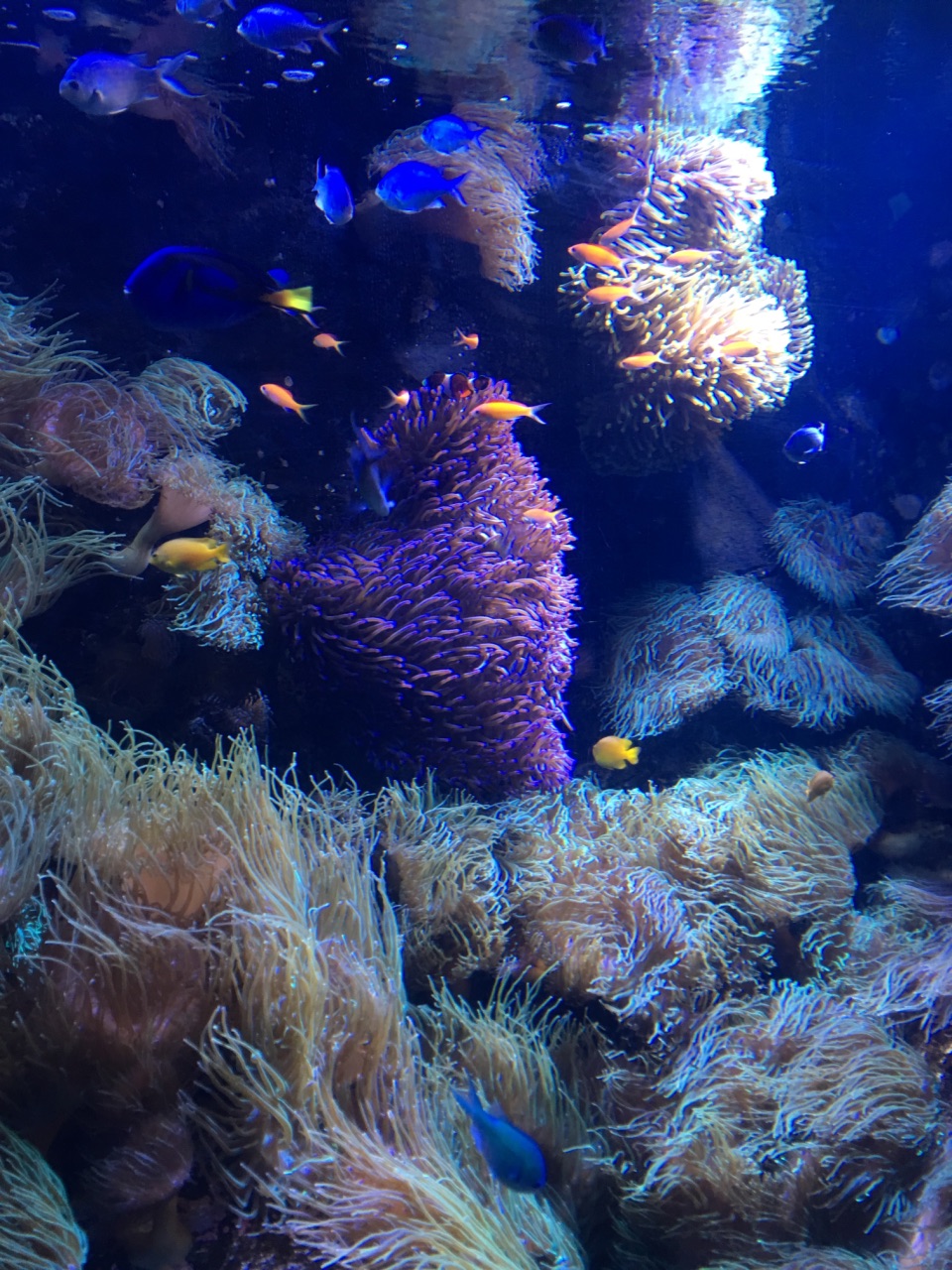 【携程攻略】悉尼悉尼水族馆好玩吗,悉尼悉尼水族馆样