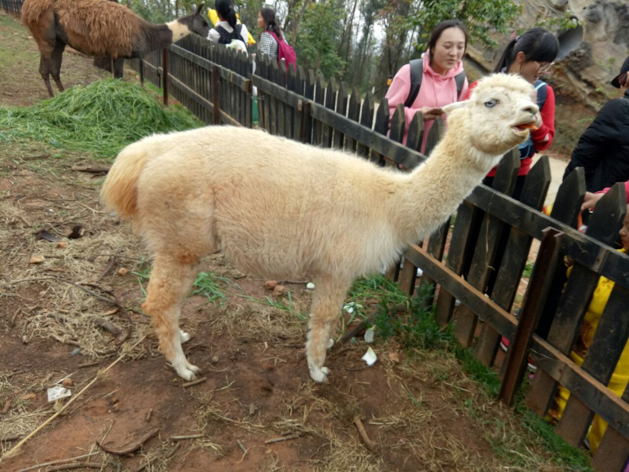 昆明云南野生动物园好玩吗,昆明云南野生动物园景点样