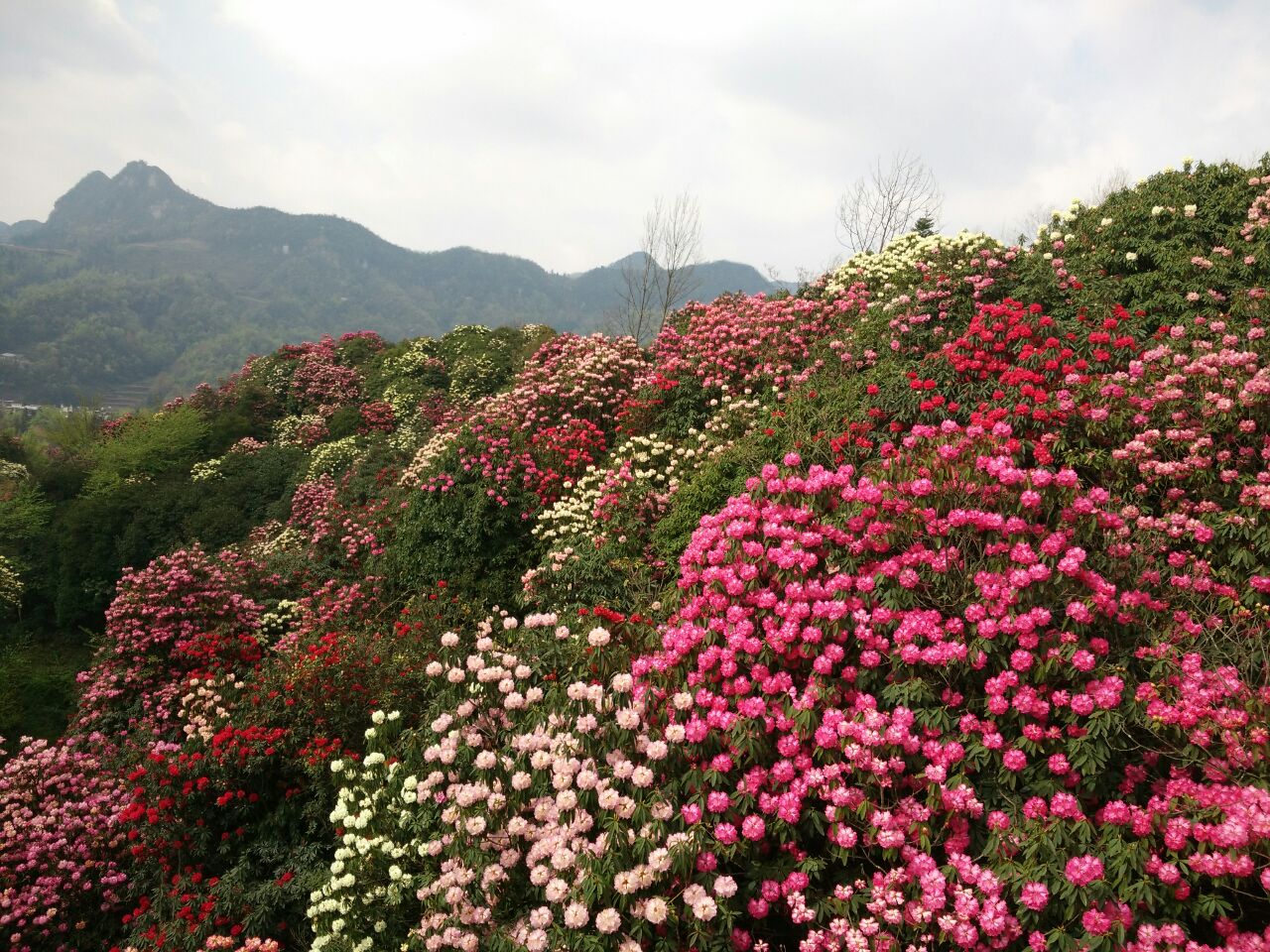百里杜鹃风景区