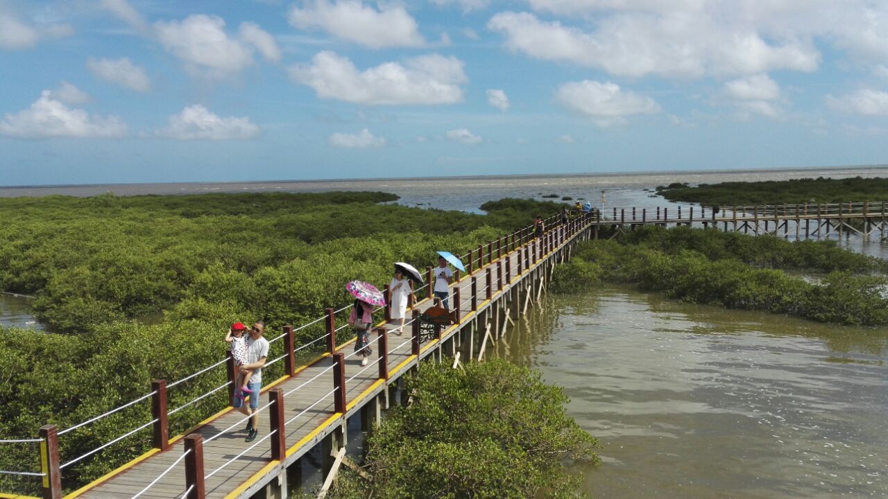 北海金海湾红树林生态旅游区