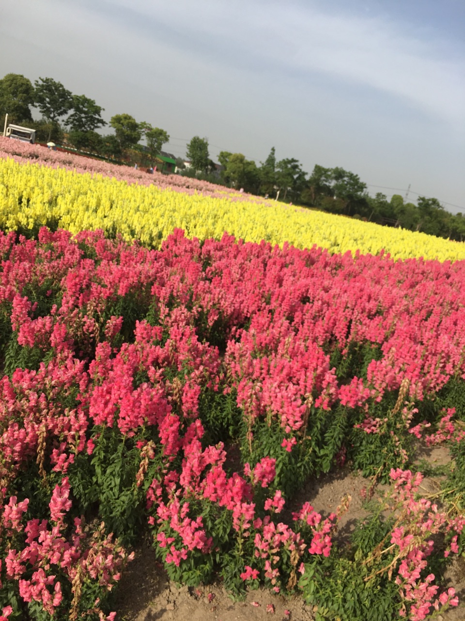 【携程攻略】上海周浦花海景点,取票方便,停车免费,烧烤自驾旅游的好