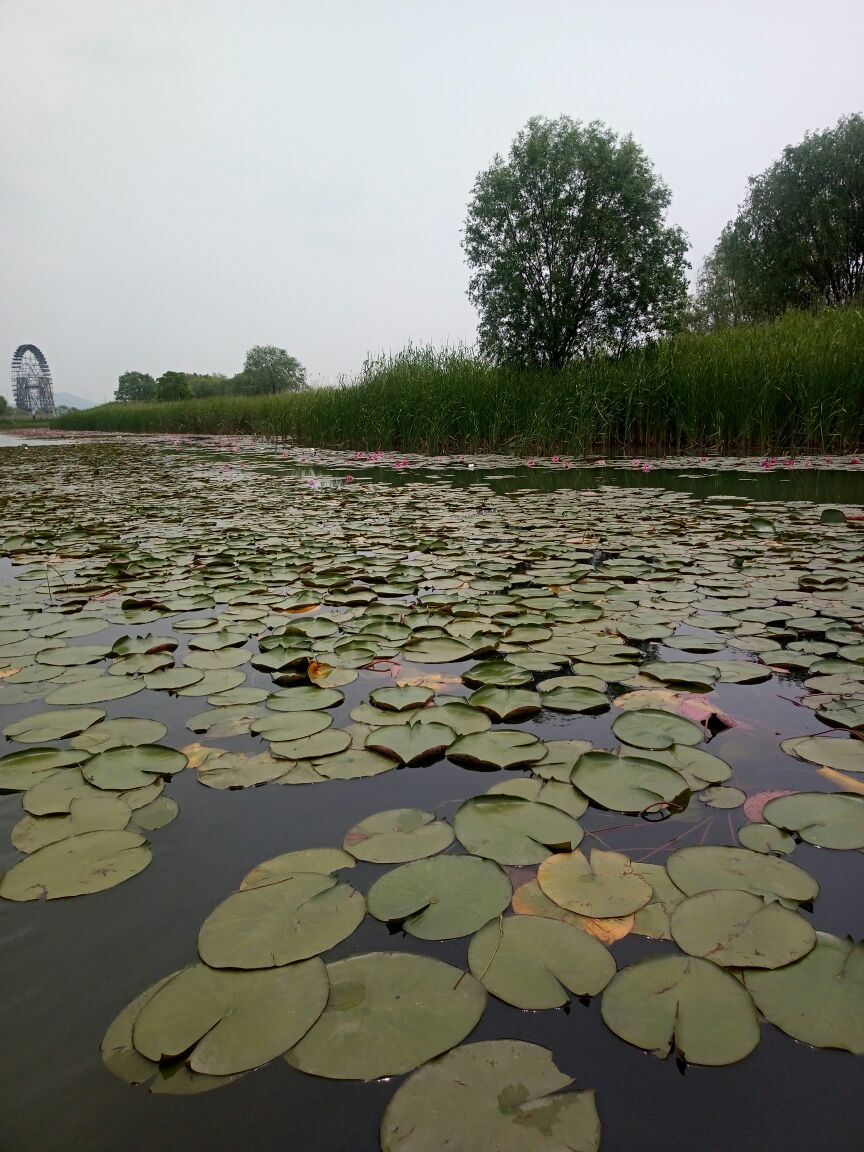 苏州苏州太湖湖滨国家湿地公园好玩吗,苏州苏州太湖样