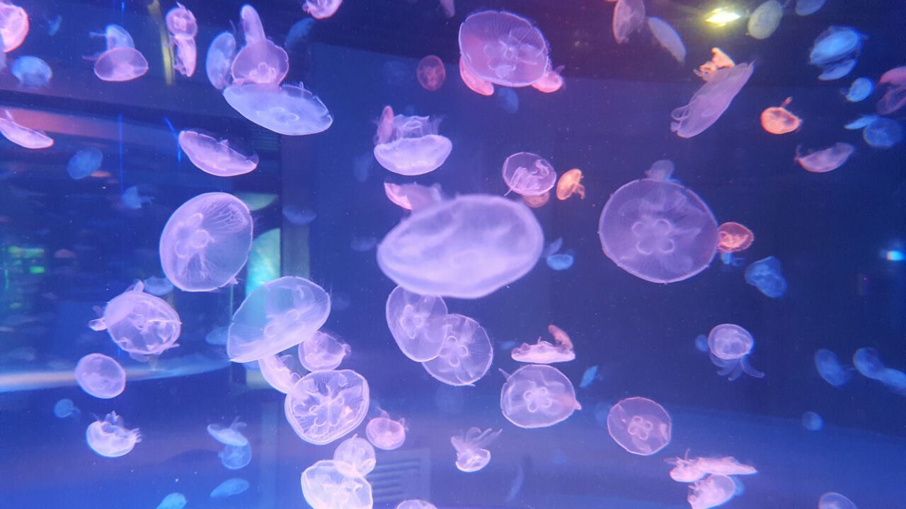 成都海昌极地海洋公园