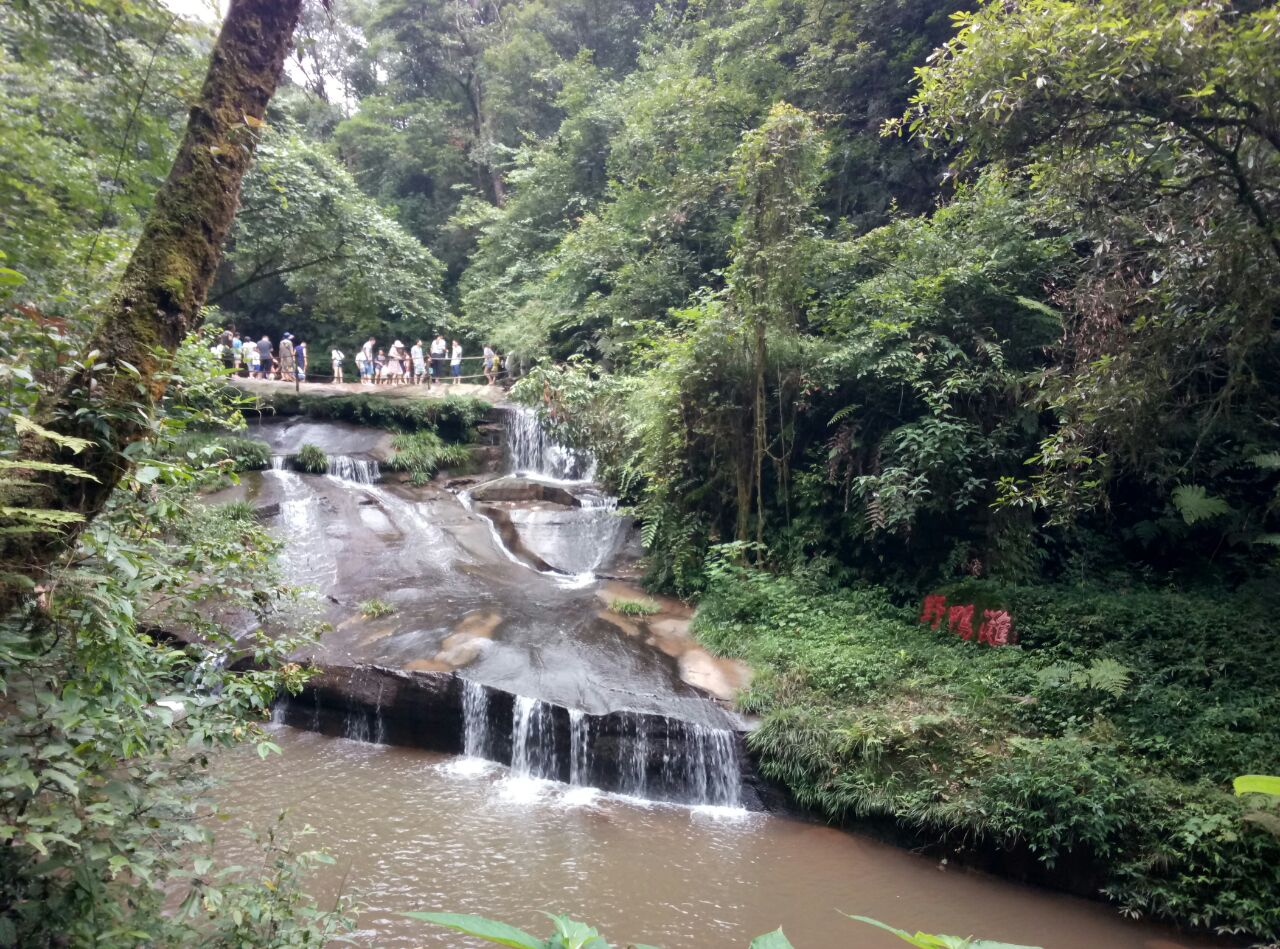 【携程攻略】雅安碧峰峡景点,峡谷幽长,植被很好,景色