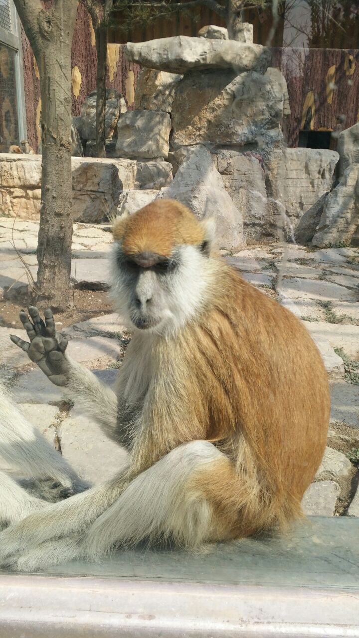 黄金河度假村