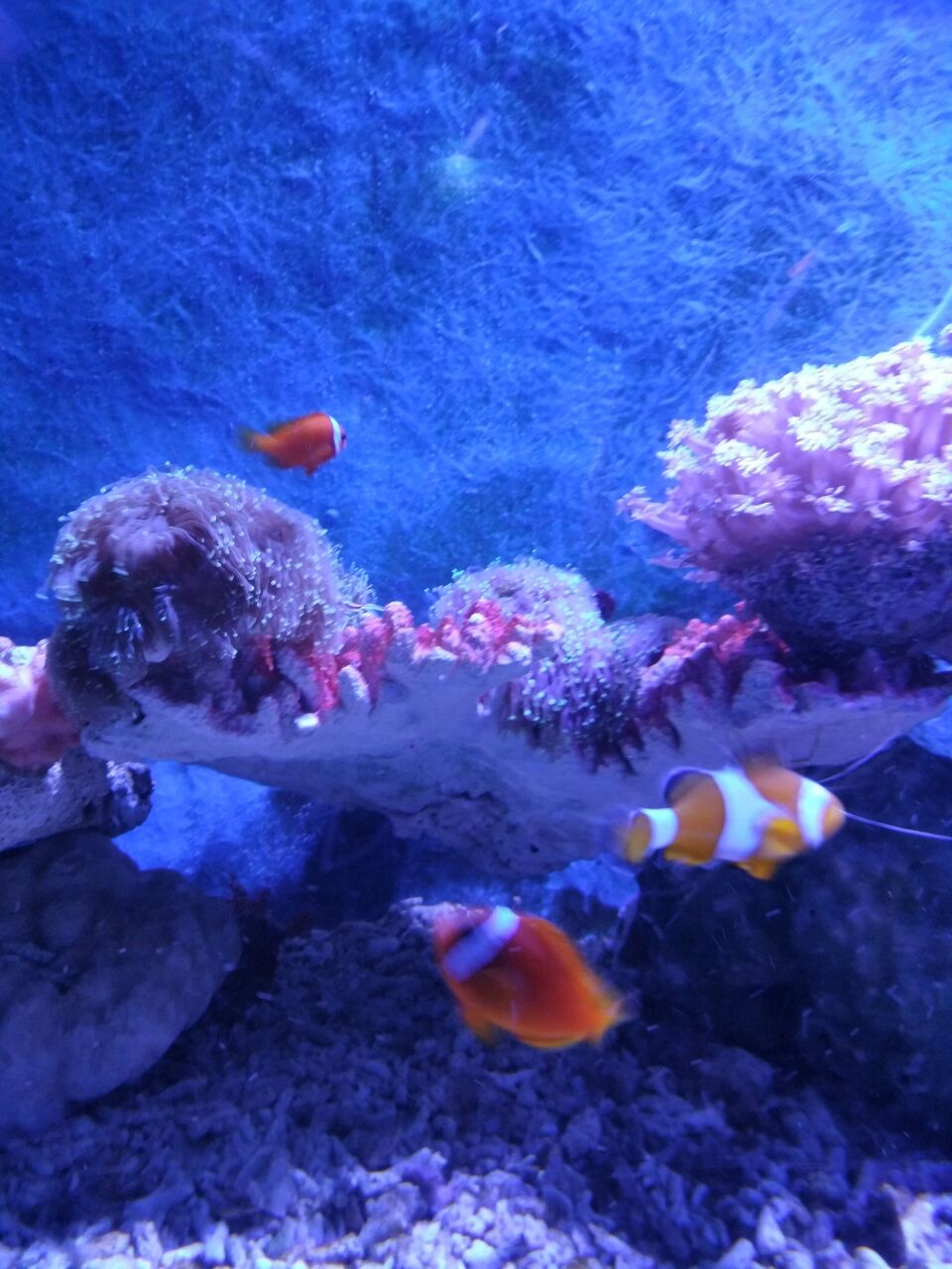 鼓浪屿厦门海底世界好玩吗,鼓浪屿厦门海底世界景点样