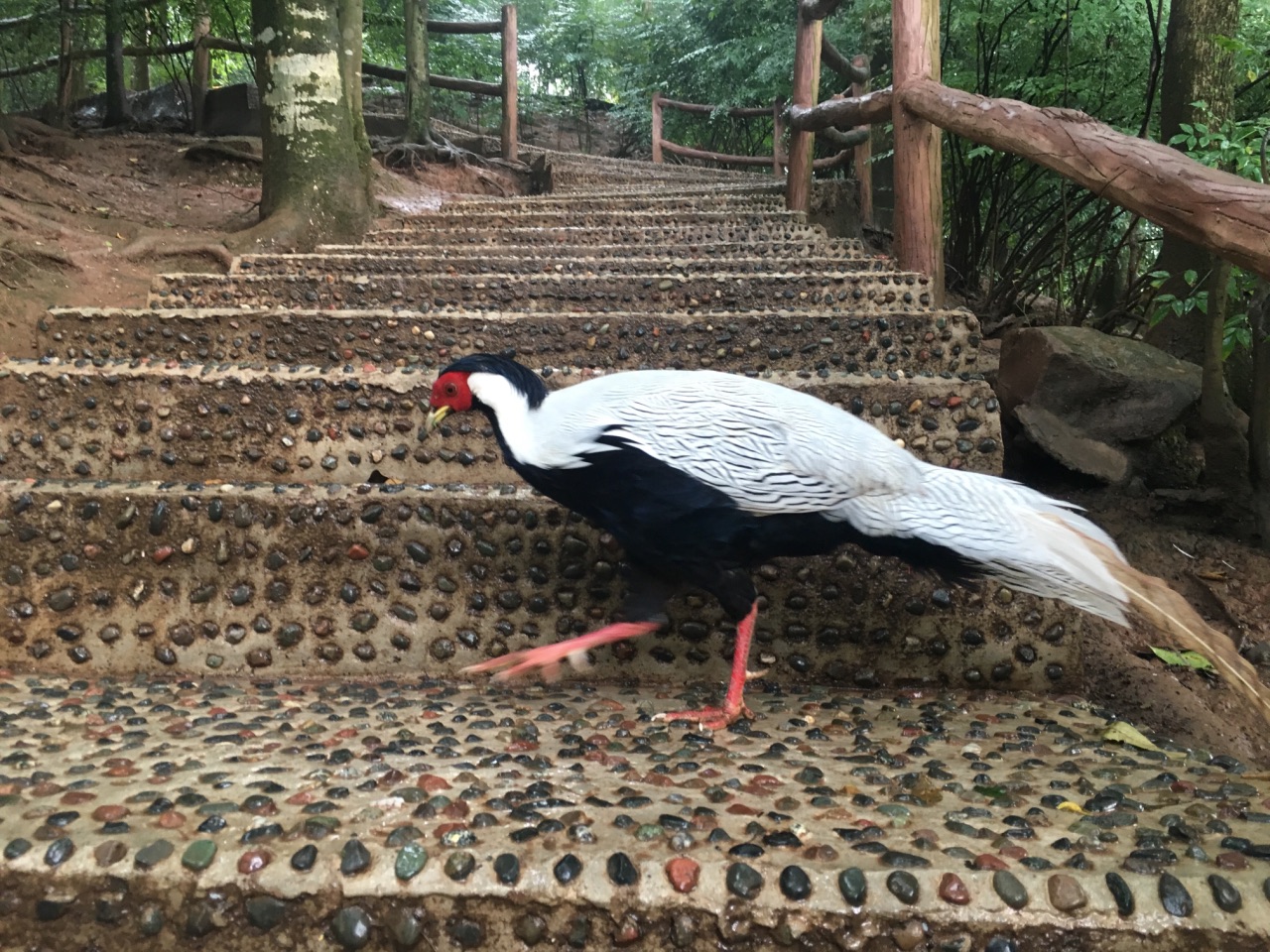 碧峰峡野生动物园