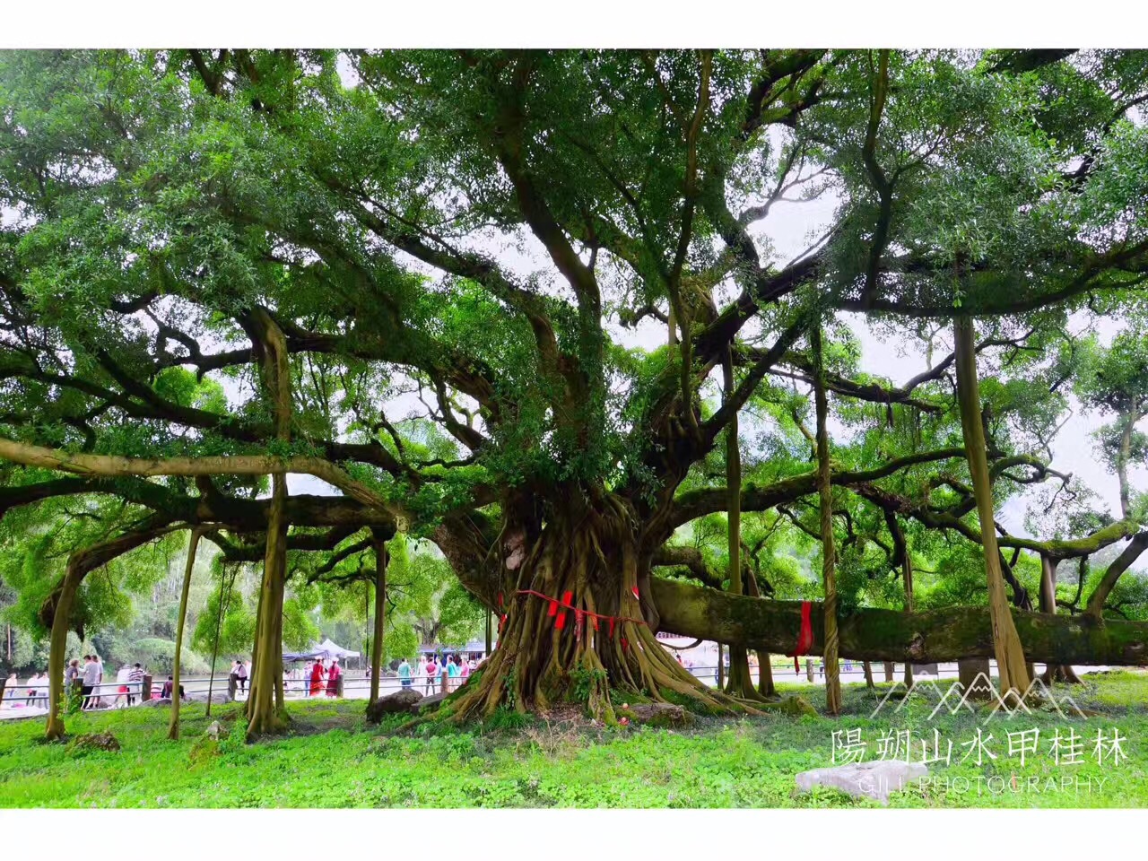 而十里画廊最让我感兴趣的就是大榕树景区,这棵大树树缠藤,藤缠树