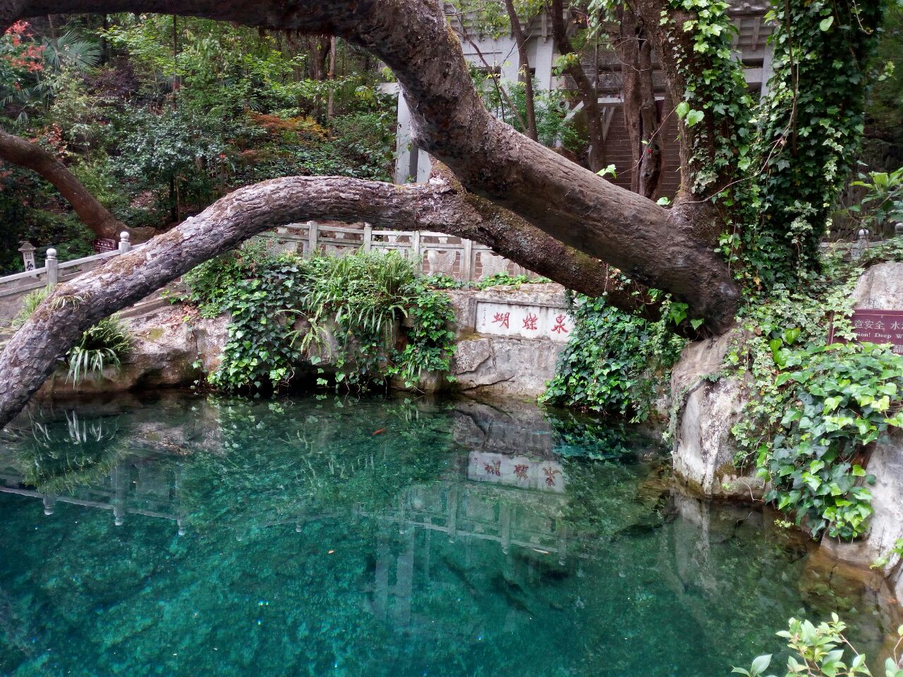 蝴蝶泉