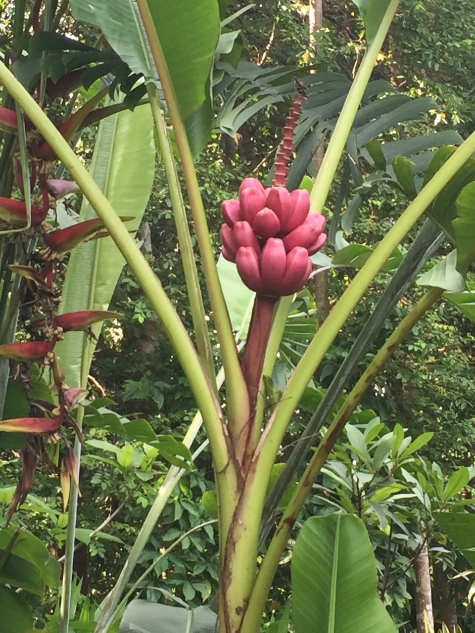 在兴隆热带植物园里可以欣赏到各种奇特