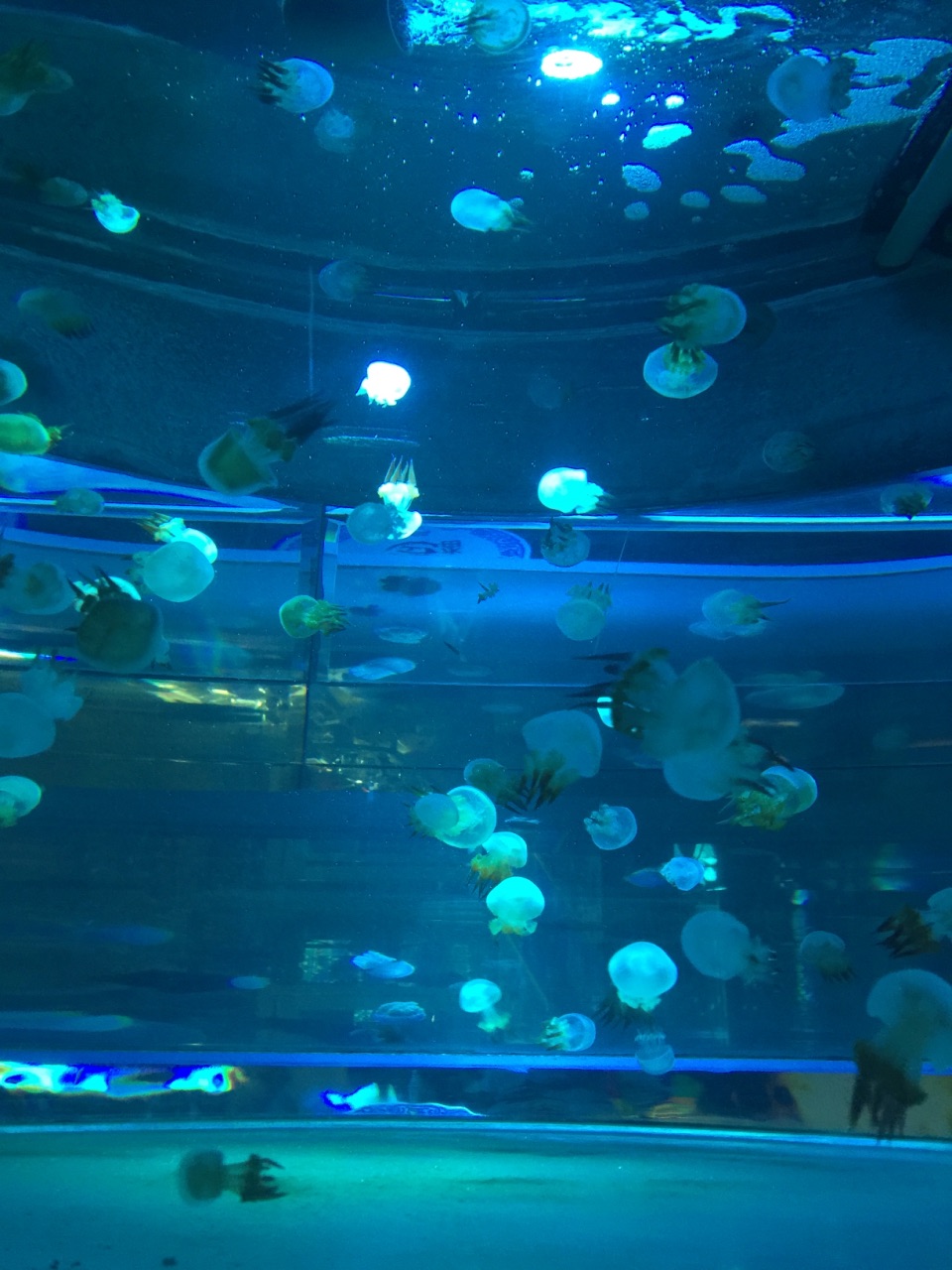 济南大明湖海底世界好玩吗,济南大明湖海底世界景点样