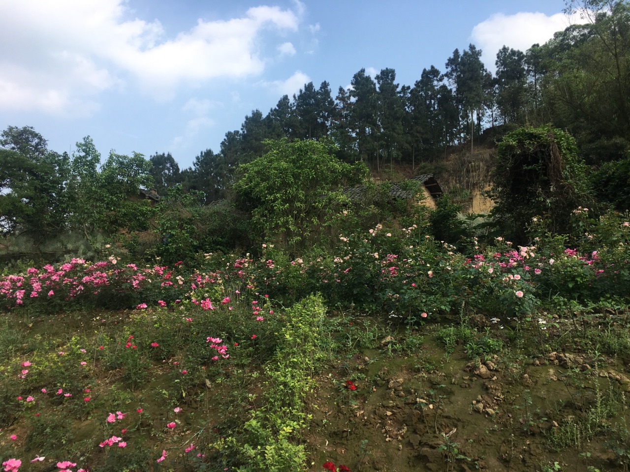 自贡玫瑰海好玩吗,自贡玫瑰海景点怎么样_点评_评价【携程攻略】